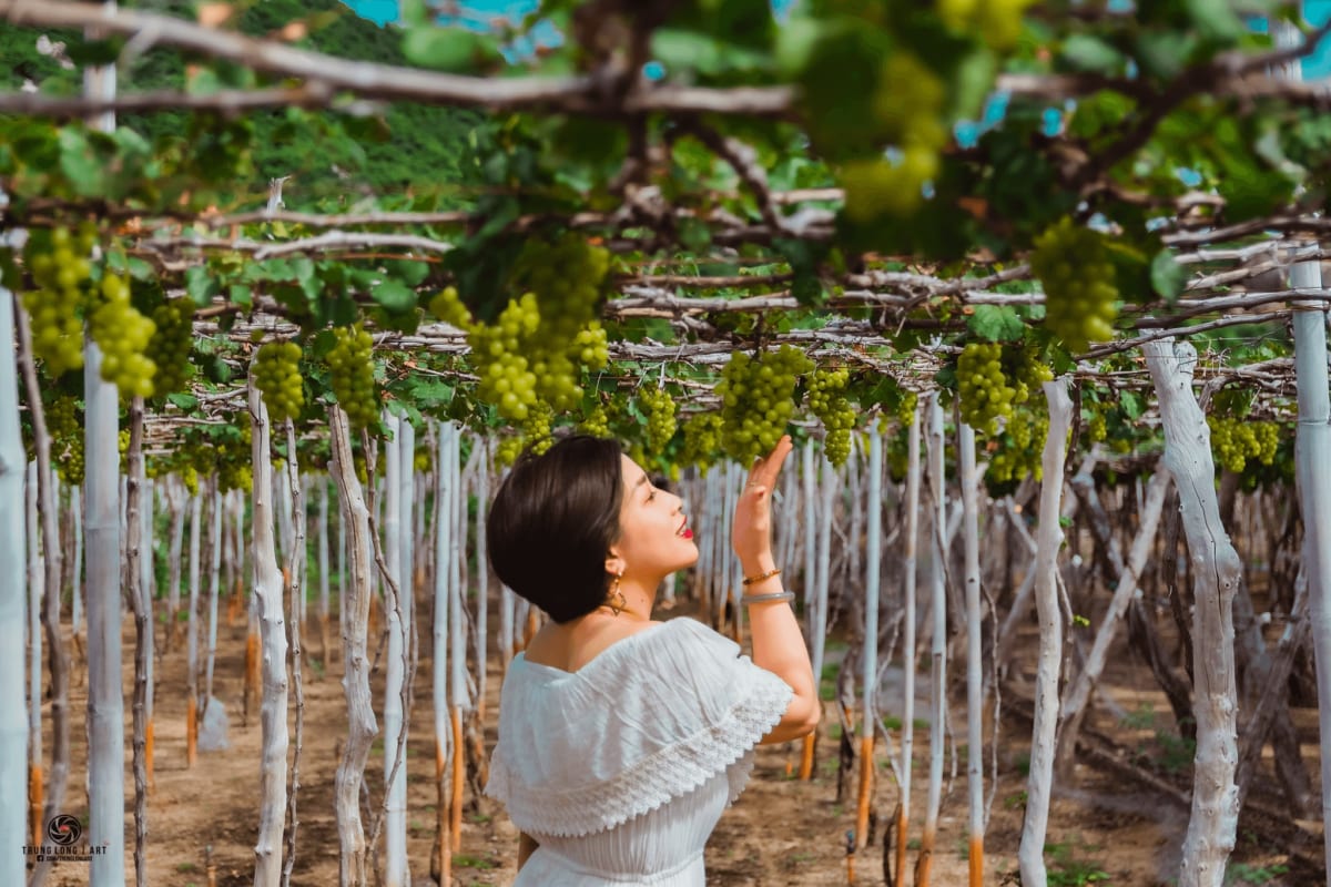 Tour Ninh Thuận
